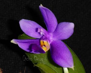 Phalaenopsis Samera