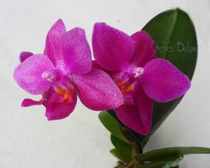 Phalaenopsis Mahalo