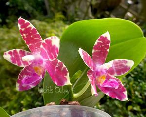 Phalaenopsis Violet Charm