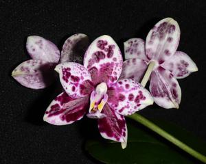 Phalaenopsis TH Pit Viper