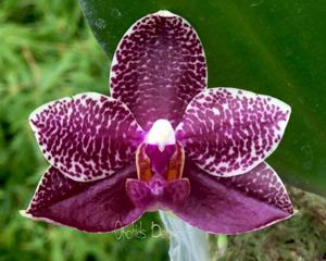 Phalaenopsis Sogo Cock