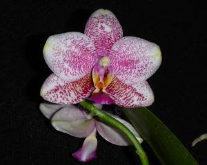 Phalaenopsis Sogo Cock