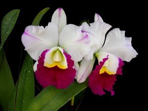 Cattleya Madame Edith Bongo