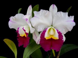 Cattleya Madame Edith Bongo