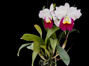 Cattleya Madame Edith Bongo