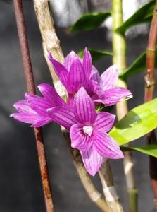 Dendrobium Kuniko