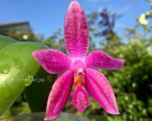 Phalaenopsis Corning's Violet