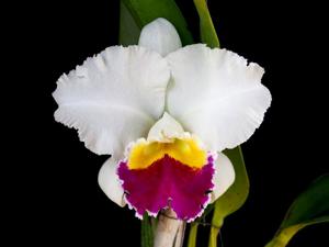 Cattleya Chyong Mil