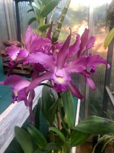 Laeliocattleya Forecaster
