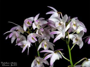 Dendrobium delicatum