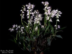 Dendrobium delicatum