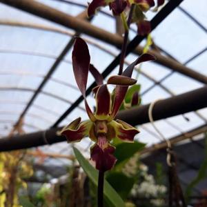 Dendrobium nindii-Linda Kamiya