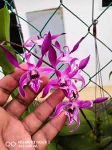 Dendrobium Seeto