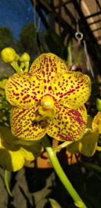 Vanda Thai Spots