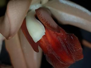 Coelogyne Orchideengarten Clara