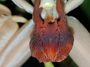 Coelogyne Orchideengarten Clara
