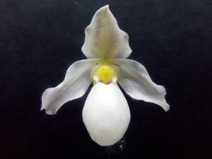 Paphiopedilum Gina Short