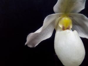 Paphiopedilum Gina Short