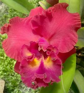 Cattleya Tainan City