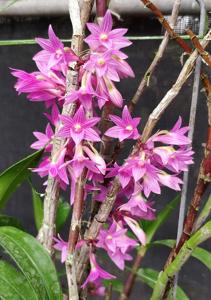 Dendrobium Jiali Mikotae