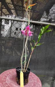 Dendrobium Jiali Glow-obtusipetalum-oreodoxa