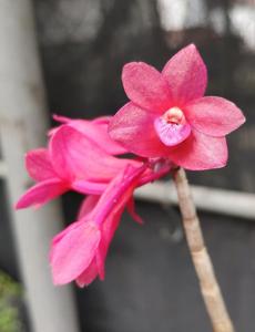 Dendrobium Jiali Glowlawe