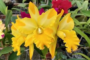 Rhyncholaeliocattleya Suzuki's Yellow Flare