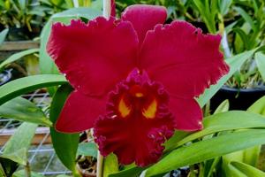 Rhyncholaeliocattleya NSA Linda Dona