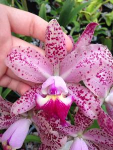 Cattleya Snookie