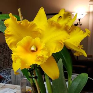 Rhyncholaeliocattleya Double Delight