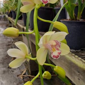 Cymbidium Oxnard Cutie