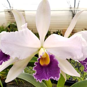 Cattleya Eximia