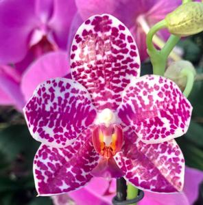 Phalaenopsis Sogo Spot