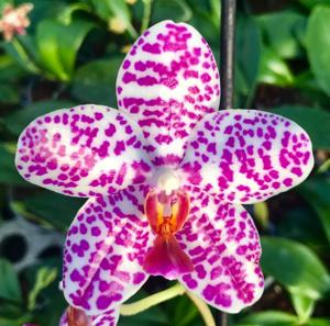 Phalaenopsis Sogo Spot