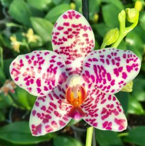 Phalaenopsis Sogo Spot