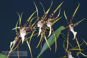 Brassidium Spider Star