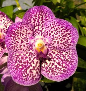 Vanda Gordon Dillon