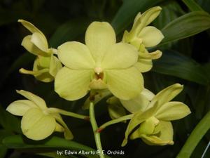 Vanda Hawaiian Verde