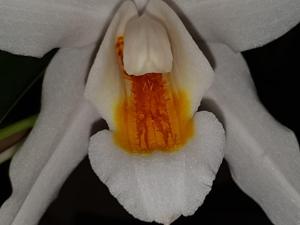 Coelogyne Linda Buckley