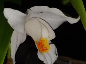 Coelogyne Linda Buckley