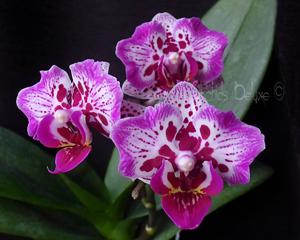 Phalaenopsis Formosa Cranberry