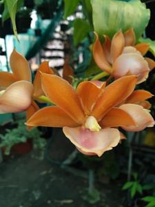 Monnierara Jumbo Delight