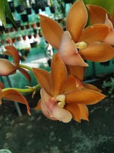 Monnierara Jumbo Delight