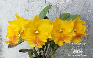 Rhyncholaeliocattleya Haadyai Delight