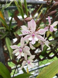 Epiarthron Kevin Mark Ragbir