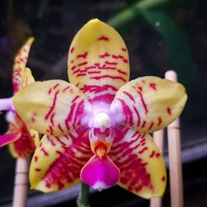 Phalaenopsis Orchid World