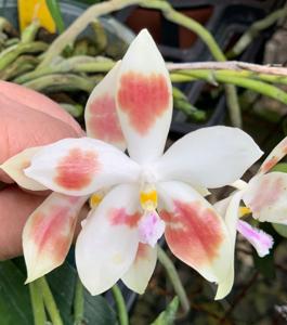 Phalaenopsis Levan