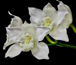 Cymbidium White Crystal