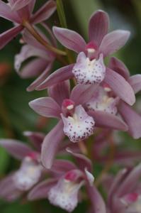 Cymbidium Sazanami