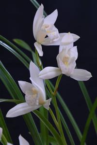 Cymbidium Oriental Summer